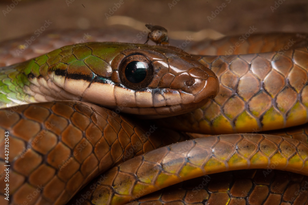 Fototapeta premium Erythrolamprus reginae