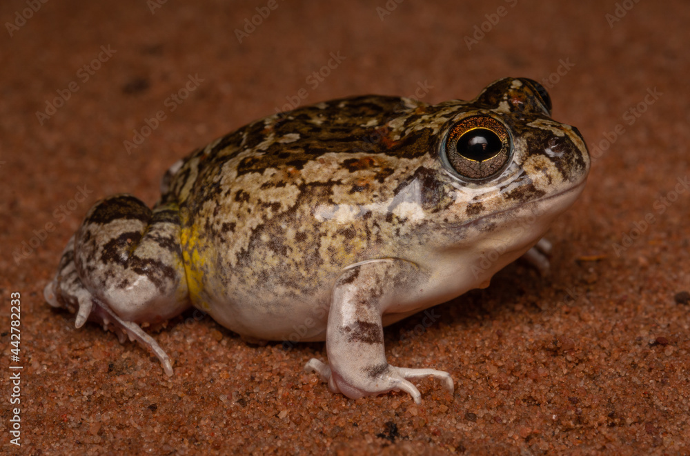 Obraz premium Pleurodema diplolister
