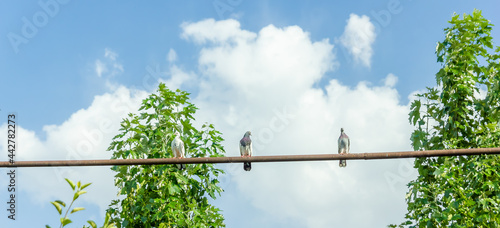 birds on a branch under the blue sky