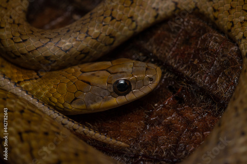 Erythrolamprus poecilogyrus photo