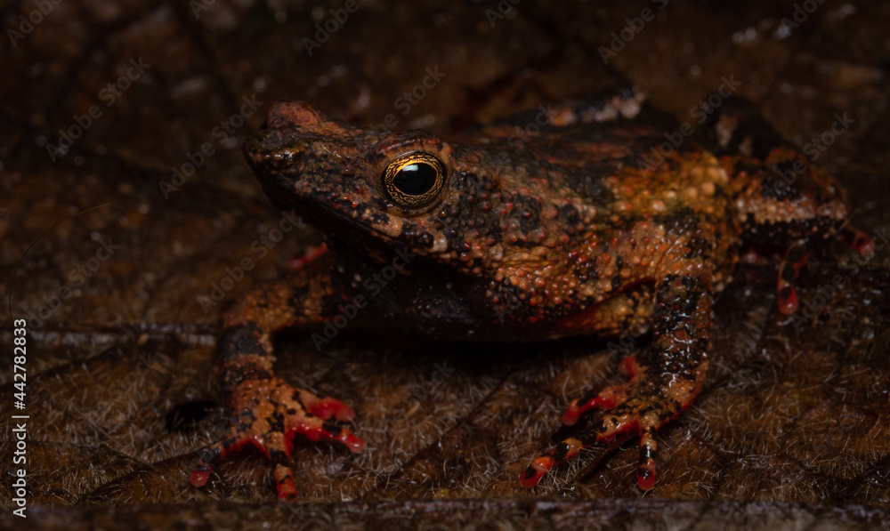 Naklejka premium Dendrophryniscus proboscideus