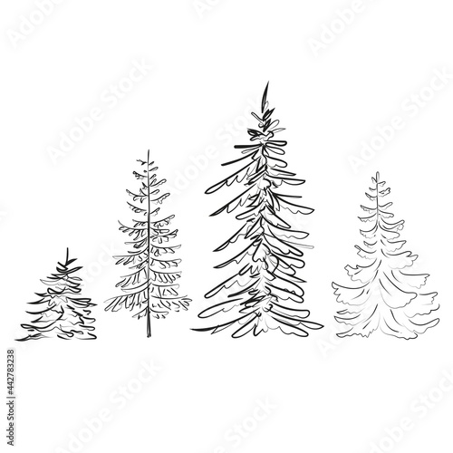 Elegant outline drawing of pine tree, vector illustration