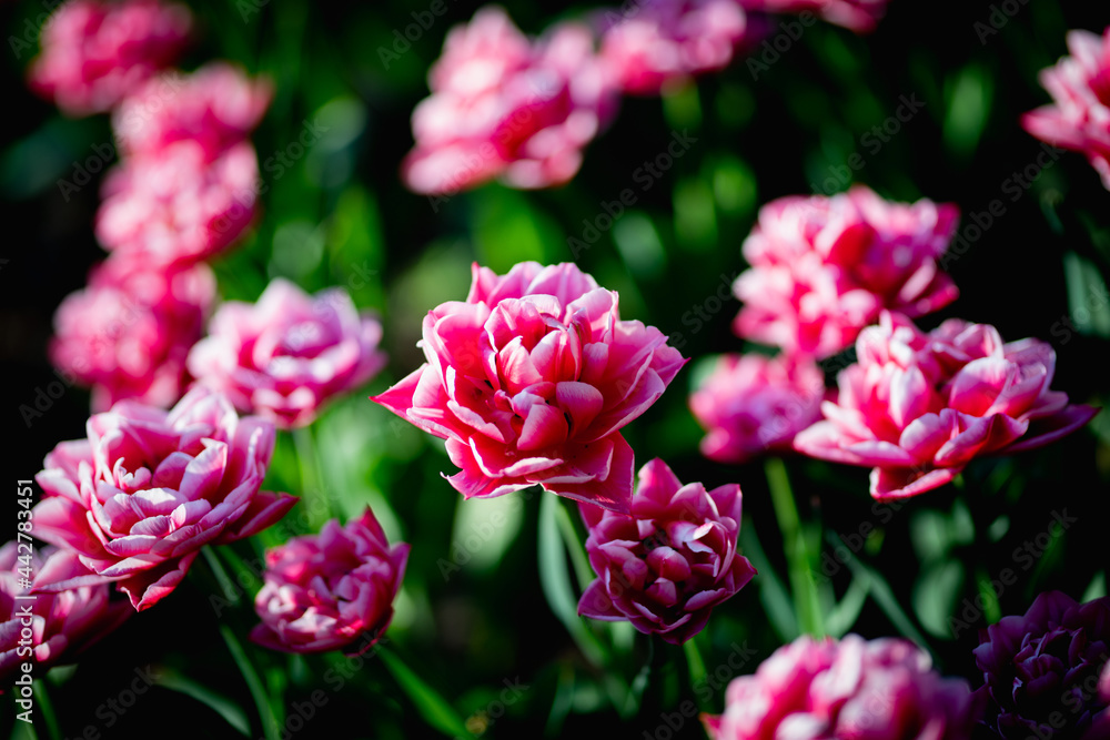 Beautiful blossom tulips field. Pink flowers Beautiful blossom tulips field. Pink flowers
