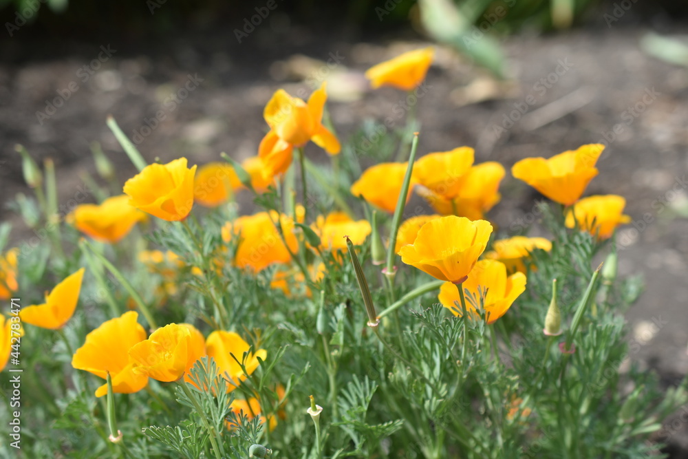 Escholzia californica red and yellow flowers close-up Escholzia californica red and yellow flowers close-up