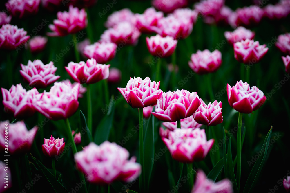 Beautiful blossom tulips field. Pink flowers