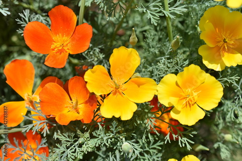 Escholtia Californica red and yellow large flowers macro