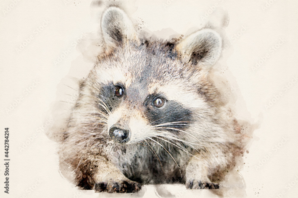 Raccoon with typical facial mask. Aquarelle, watercolor illustration. - obrazy, fototapety, plakaty 