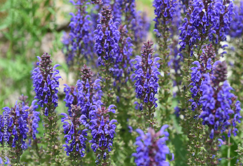 Salvia  Nemorosa