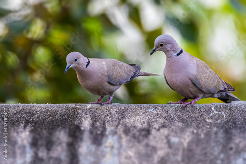 Doves sitting on wall