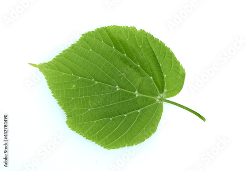 Tilia Cordata, leaf