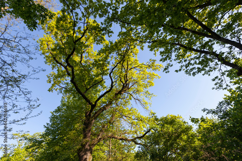 trees with green foliage in the summer