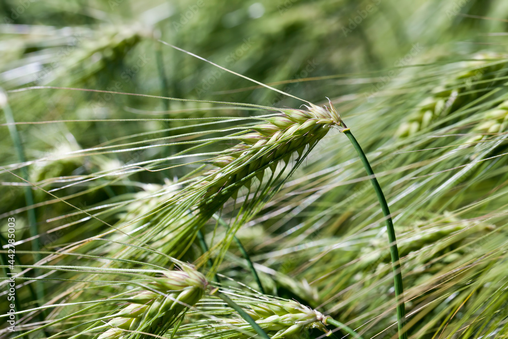 rye field with green unripe rye spikelets rye field with green unripe rye spikelets