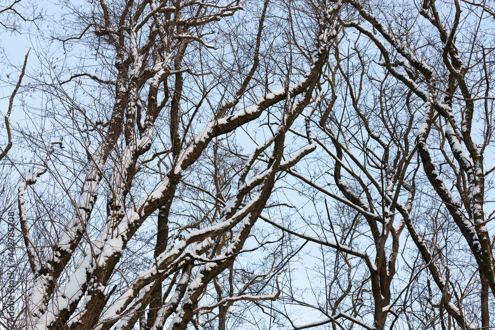 bare deciduous trees in the snow in winter bare deciduous trees in the snow in winter