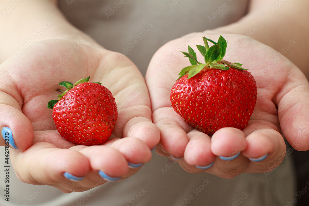 Obraz premium Juicy ripe strawberries in a woman's hands