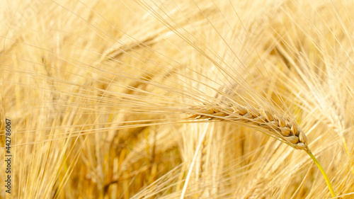 Golden field of barley before harvest. Ears of golden barley, close-up. Wheat field. Rural landscape. Background of ripening ears of wheat field and sunlight. Wheat and barley are ripe for harvesting.