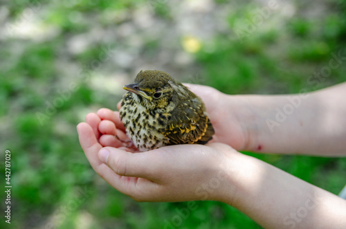A small bird in children's hands.
