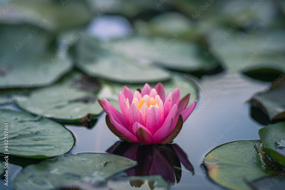 Lotus flower or waterlily floating on the water
Lotus flower or waterlily floating on the water