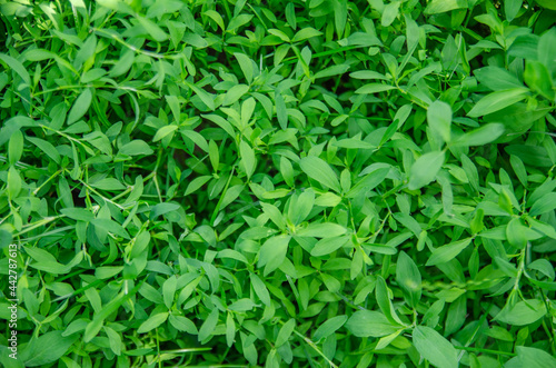 Close-up image of fresh green grass. Green grass texture for wallpaper  background