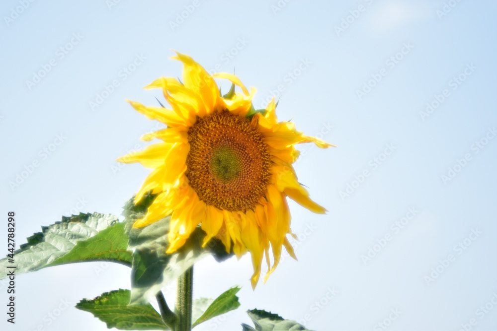 Yellow sunflower flower in the garden during the day Yellow sunflower flower in the garden during the day