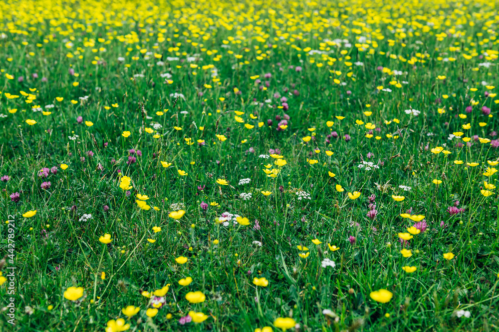 Obraz premium Blooming field during spring time