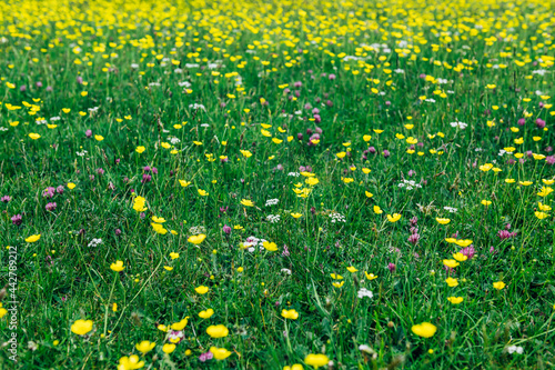 Blooming field during spring time