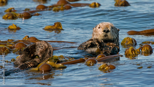 Sea Otter In Kelp Bed Off Homer, Alaska