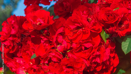 Background of red roses, many flowers form a solid scarlet floral pattern