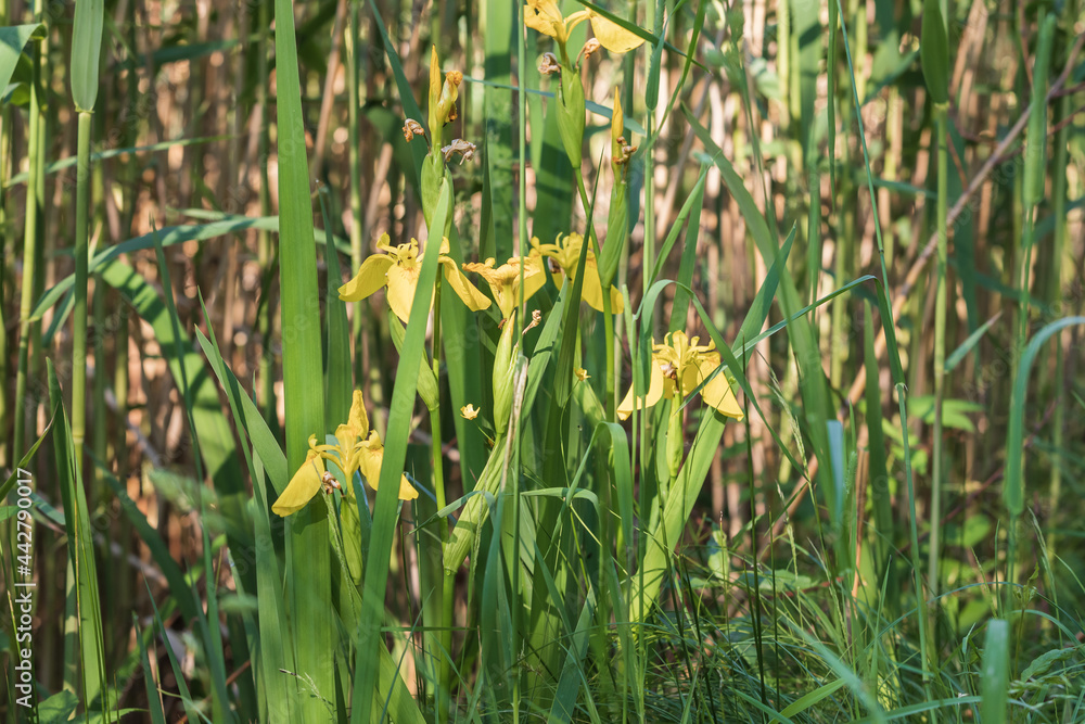 Fototapeta premium Yellow irises in the wild grow in the meadow.