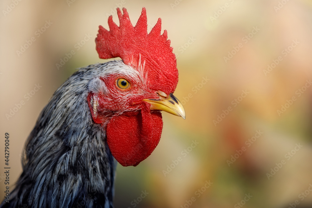 Portrait of the head of a gray variegated rooster