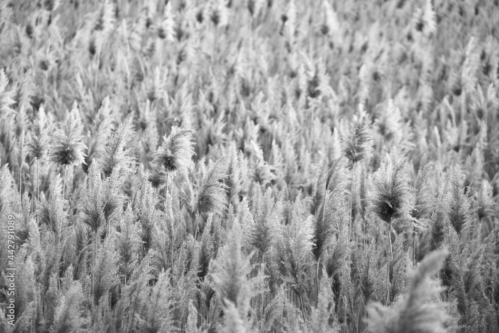 Fototapeta premium Dry reed outdoor in colors, reed layer, reed seeds. Black and white reed grass, pampas grass. Abstract natural background. Beautiful pattern with neutral colors. Minimal, stylish, trend