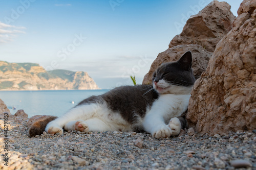 Photography The cat lies on a rock against the background of the sea