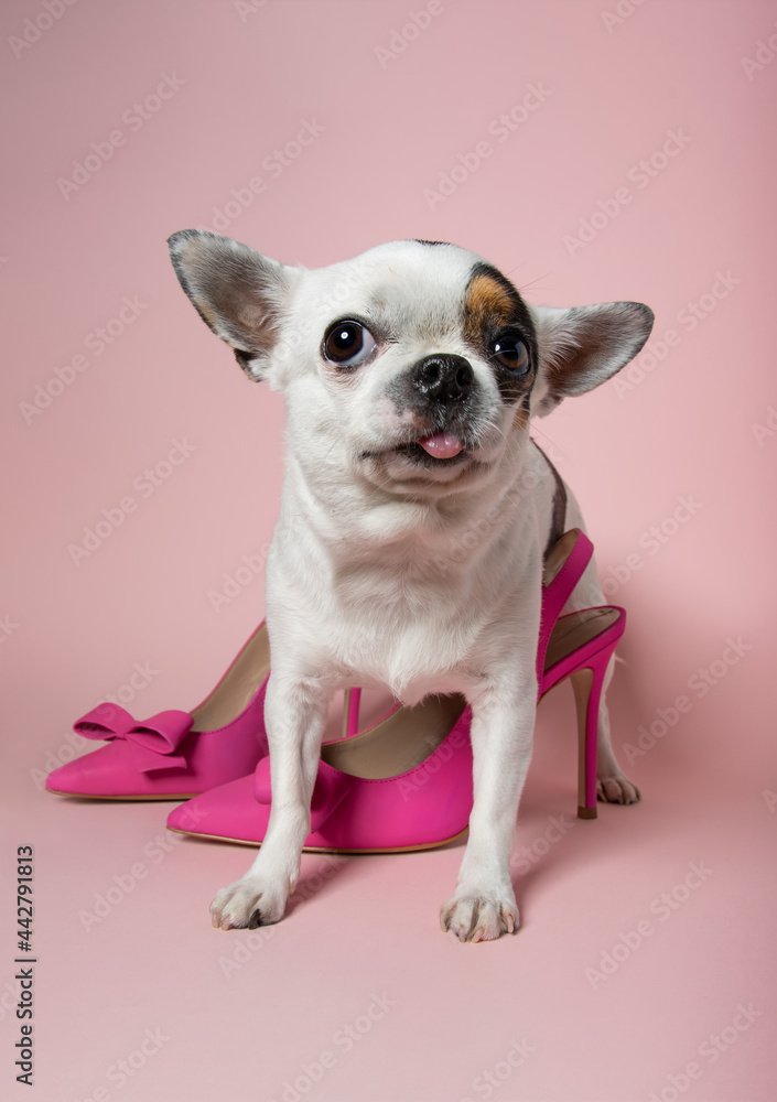 Chihuahua Fashionista!