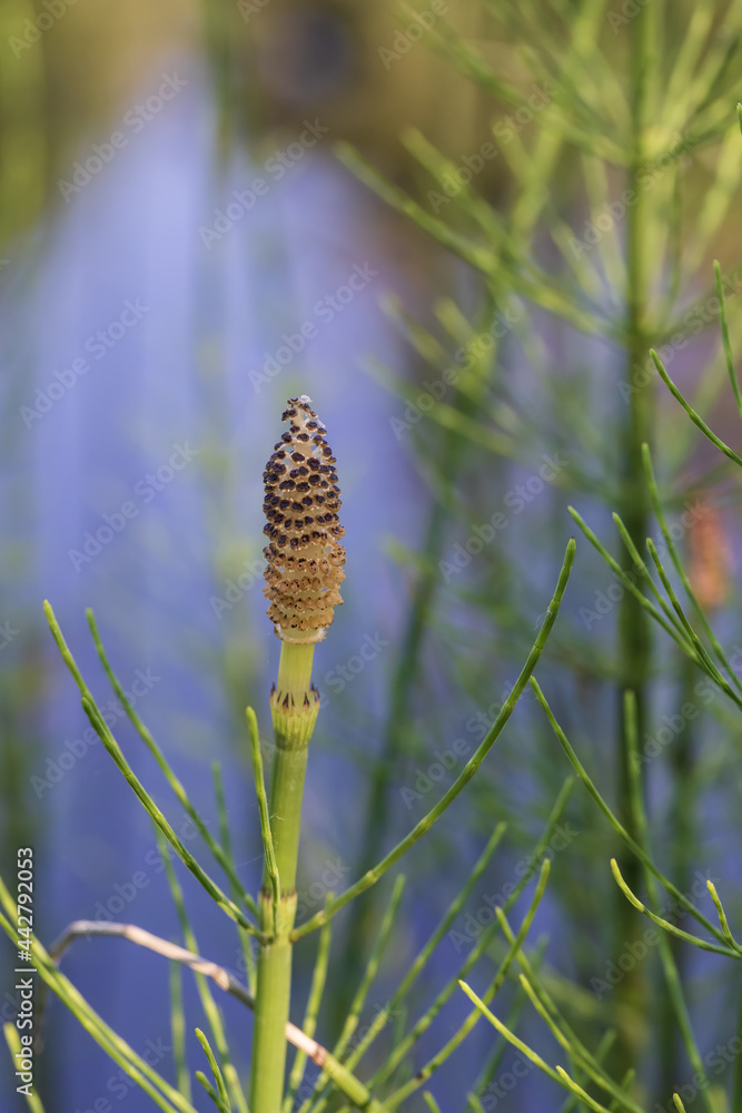 Small horsetail flower. In the background is a beautiful blue surface of the pond. Small horsetail flower. In the background is a beautiful blue surface of the pond.