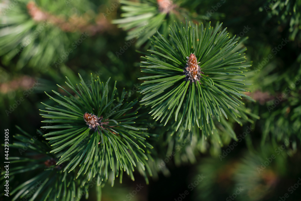 Natural background with green pine branches Natural background with green pine branches