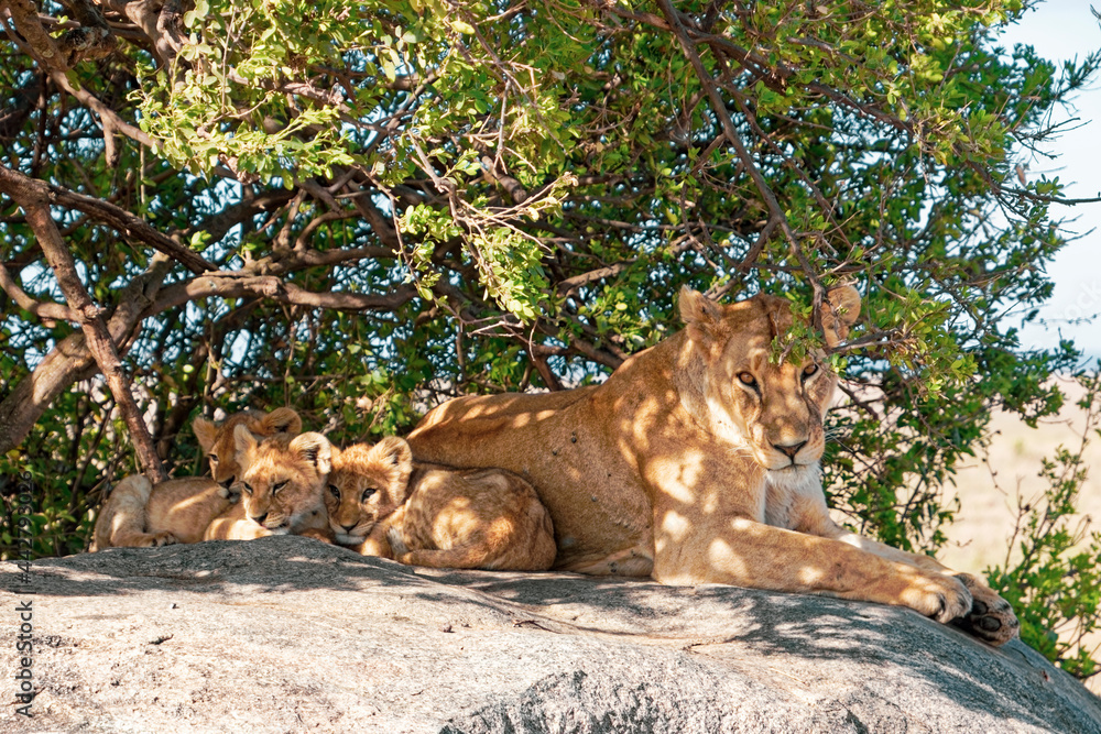 Obraz premium Tanzania, Serengeti park – Lion.