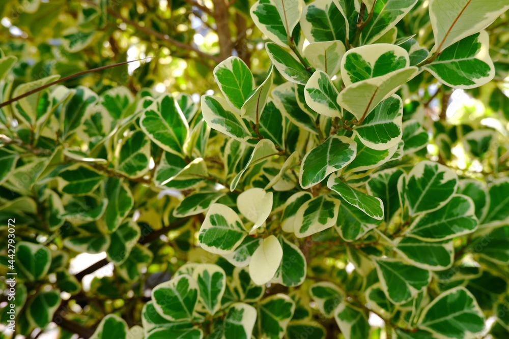 Yellow green spotted leaves on natural light background Yellow green spotted leaves on natural light background