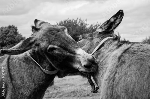 Donkeys © edfitzgerald