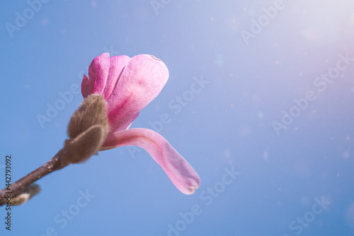 Bud of beautiful and delicate magnolia flower 