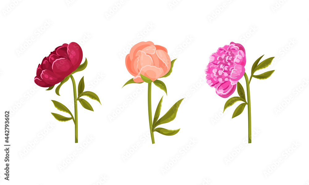 Fototapeta premium Colorful Peony Flower Buds on Green Stems with Showy Petals Vector Set