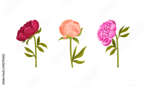 Colorful Peony Flower Buds on Green Stems with Showy Petals Vector Set