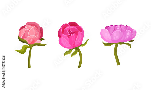 Colorful Peony Flower Buds on Green Stems with Showy Petals Vector Set