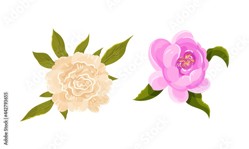 Colorful Peony Flower Buds with Green Leaves and Showy Petals Vector Set