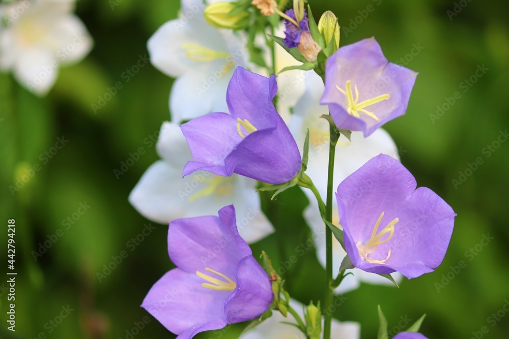 hellblaue Blüten einer Glockenblume hellblaue Blüten einer Glockenblume