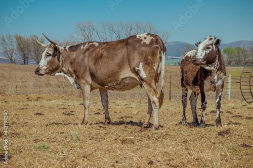 Fototapeta Naklejka Na Ścianę i Meble -  nguni cattle in field at sunrise