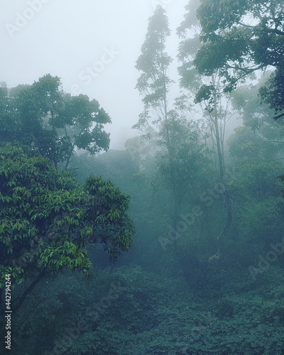 fog in the forest