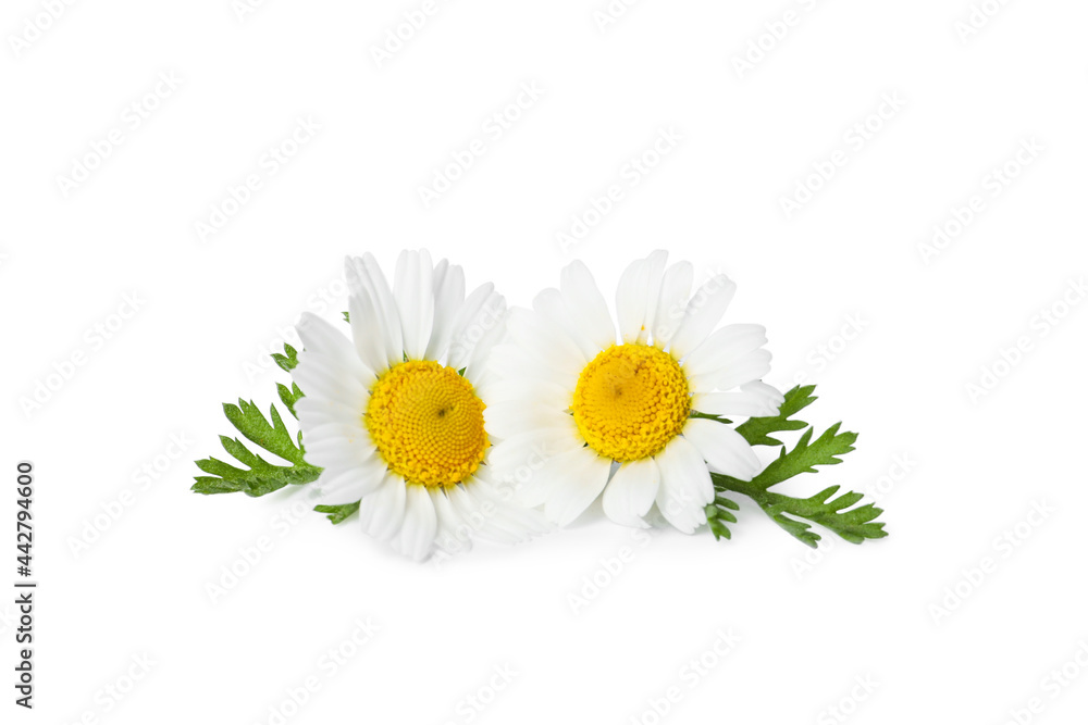 Fototapeta premium Beautiful chamomile flowers with green leaves on white background