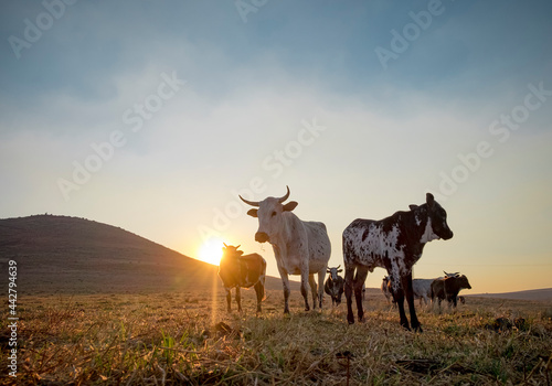 nguni cows in a field at sunrise