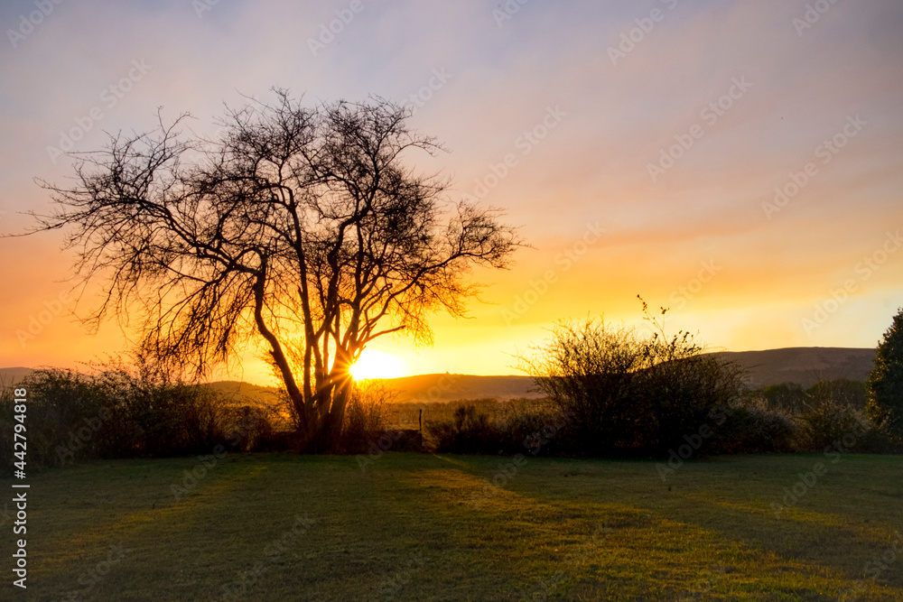 Fototapeta premium sunset over farm fields with trees