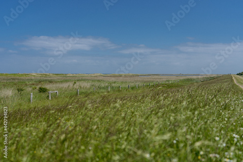 Wide green fields on the coast with blue summer sky