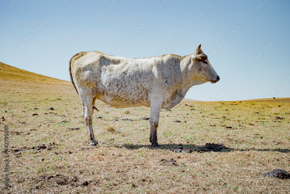 Fototapeta premium Nguni cow standing in a farm field